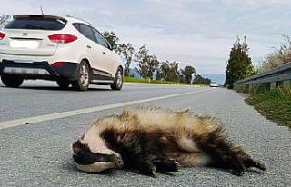 Aracın çarptığı porsuk telef oldu