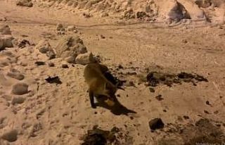 Ardahan’da bir adam, her gün evinin önüne gelen...