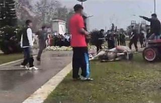 Atını sopa ve tekmeyle bayılttı