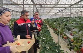 Aydın’da çilek hasadı başladı