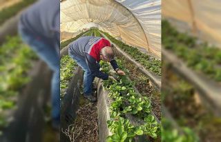 Aydın’da hasat öncesi çilek bahçeleri kontrol...