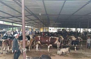 Aydın’da hayvan pazarlarında yeni dönem: "Kurallar...