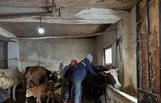 Aydıntepe’de 2026 ilkbahar şap aşılama kampanyası...