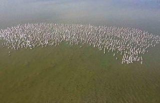 Baharın habercisi allı turnalar Yozgat’ta görüntülendi