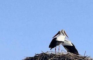 Baharın habercisi leylekler Ardahan’a ulaştı