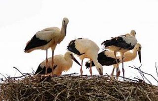 Baharın habercisi leylekler Erzincan’a erken geldi