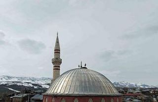 "Baharın habercisi" leylekler Muş Ovası’na...