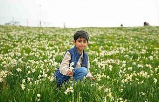 Baharın habercisi nergisler ziyaretçilerin ilgi...