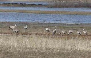 Baharın ilk habercilerinden turnalar kendini gösterdi