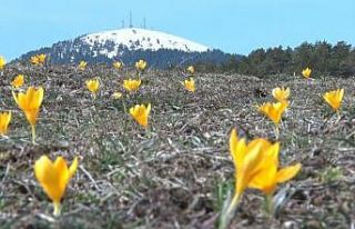 Baharın müjdecisi ‘çiğdemler’ çiçek açtı