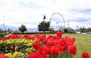 Baharın müjdecisi laleler Antalya sokaklarını...