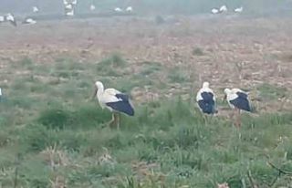 Baharın müjdecisi leylekler: Yüzlercesi aynı anda...