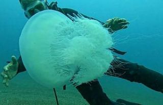 Balıkçıların kabusu oldular : Attıkları ağlara...