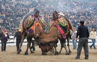 Balıkesir’de deve güreşlerinin önü açıldı