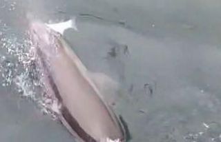 Bandırma Limanı’nda yunus avlanırken görüntülendi