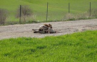 Baraj içerisine ve ulu orta atılan büyükbaş hayvan...