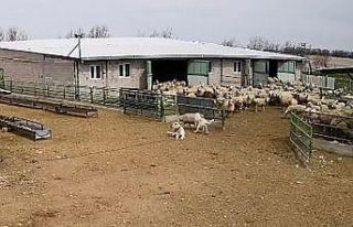 Başıboş köpek çiftliğe girip koyunları kovaladı,...