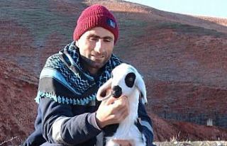 Başkent’te kuzuların anneleriyle buluşma anı...