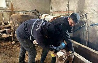 Bayburt genelinde şap, brusella aşılamaları ve...