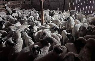 Bayburt’ta buzağı, malak, kuzu ve oğlak desteği...