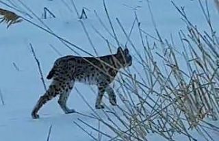 Bayburt’ta karlı arazide görülen vaşak vatandaşları...