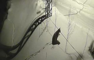 Bayburt’ta köye inen vaşak güvenlik kamerasında:...