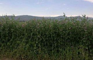 Bayburt’ta yüzde 50 hibeli bezelye tohumu desteğinde...