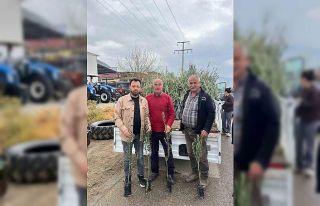 Bayındır’da üreticilere zeytin fidanı desteği