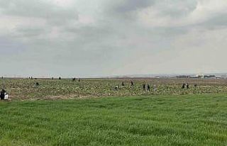 Bedava lahanayı duyan yağmura rağmen tarlaya akın...