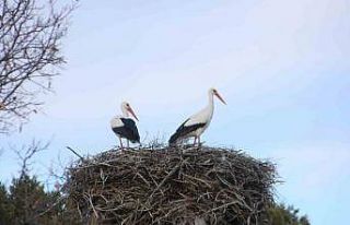 Beyşehir’e bahar leyleklerle geldi