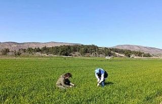 Bilecik’te buğday ekili alanlar denetlendi