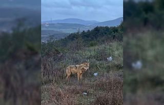 Bilecik’te insanlardan kaçmayan kurt
