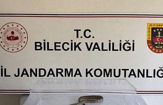 Bilecik’te nesli tükenmekte olan piton yılanı...