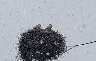 Bingöl’e erken gelen leylekler kara yakalandı