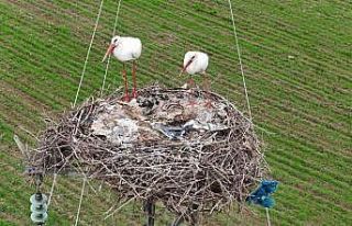 Binlerce kilometre mesafe kateden leylekler yuvalarını...
