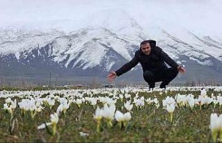 Bitlis’te baharın müjdecisi kardelenler açtı