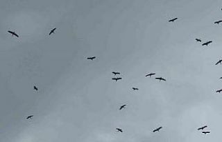 "Bolluk" müjdecisi leylek sürüsü Bursa...