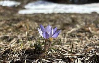 Bolu’da iki mevsim bir arada yaşanıyor: Karlar...