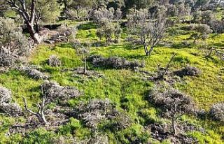 Böyle öfke görülmedi, bir gecede yüzlerce incir...