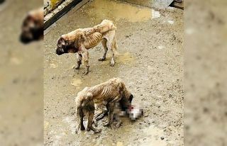 Bozüyük Belediyesi’ne ait barınakta aç kalan...