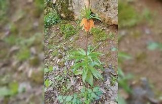 Bu çiçeği koparmanın cezası ikinci el araba fiyatını...