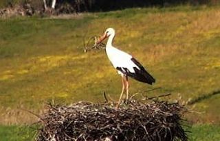 Bu da Leyleğin hırsızı