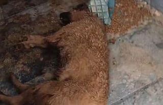 Bucak Belediyesi Sokak Hayvanları Bakımevi ve Rehabilitasyon...