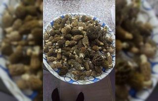 Buldan ormanlarında kuzugöbeği bereketi