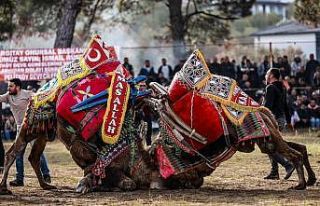 Burhaniye’ de Pazar günü deve güreşi yapılacak