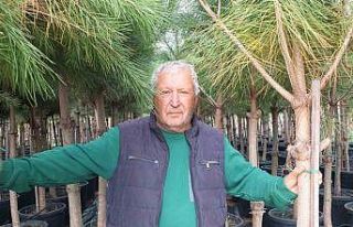 Burhaniye’de emekli banka müdürü, fıstık çamı...