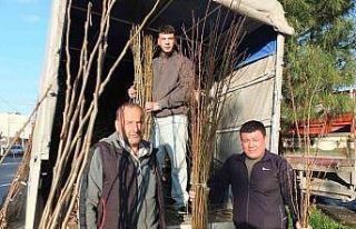 Burhaniye’de meyvecilik gelişiyor