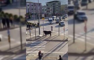 Bursa’da kaçan boğa trafiği karıştırdı, Ankara...