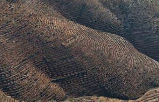 Bursa’da yanan ormanlar 8 ayda ilmek ilmek işlendi,...