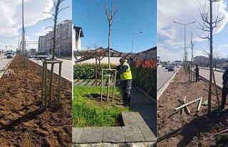 Bursa’nın 700 yıllık mirası 700 çınarla kök...